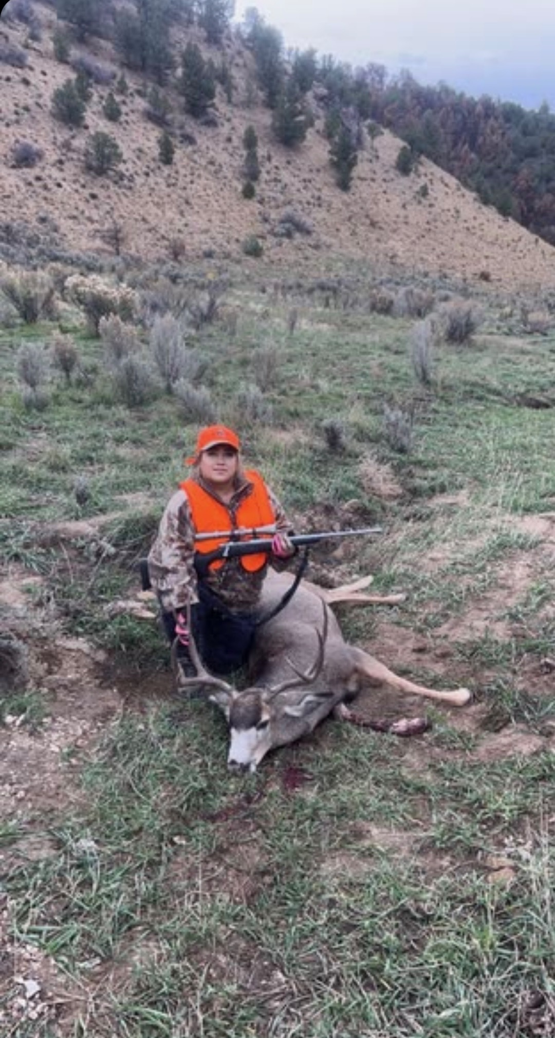 Colorado-Mule Deer
