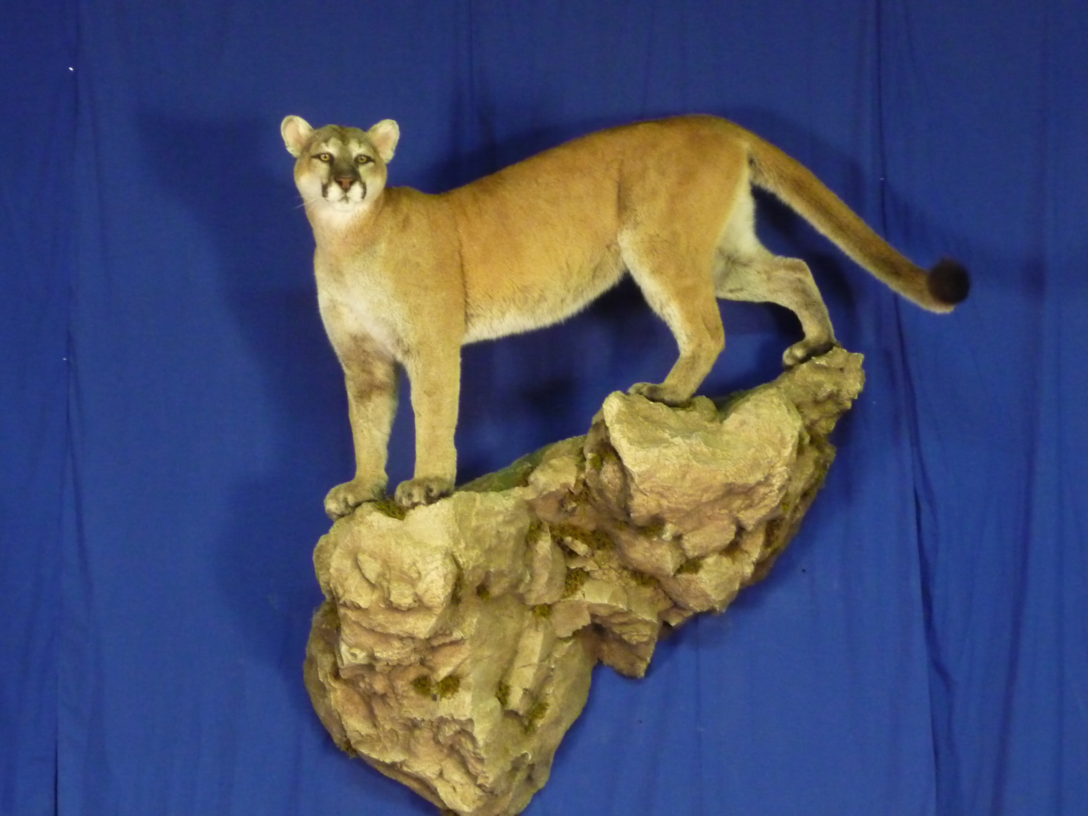 August 20: ALC Global Adventures & A Lasting Memory Taxidermy