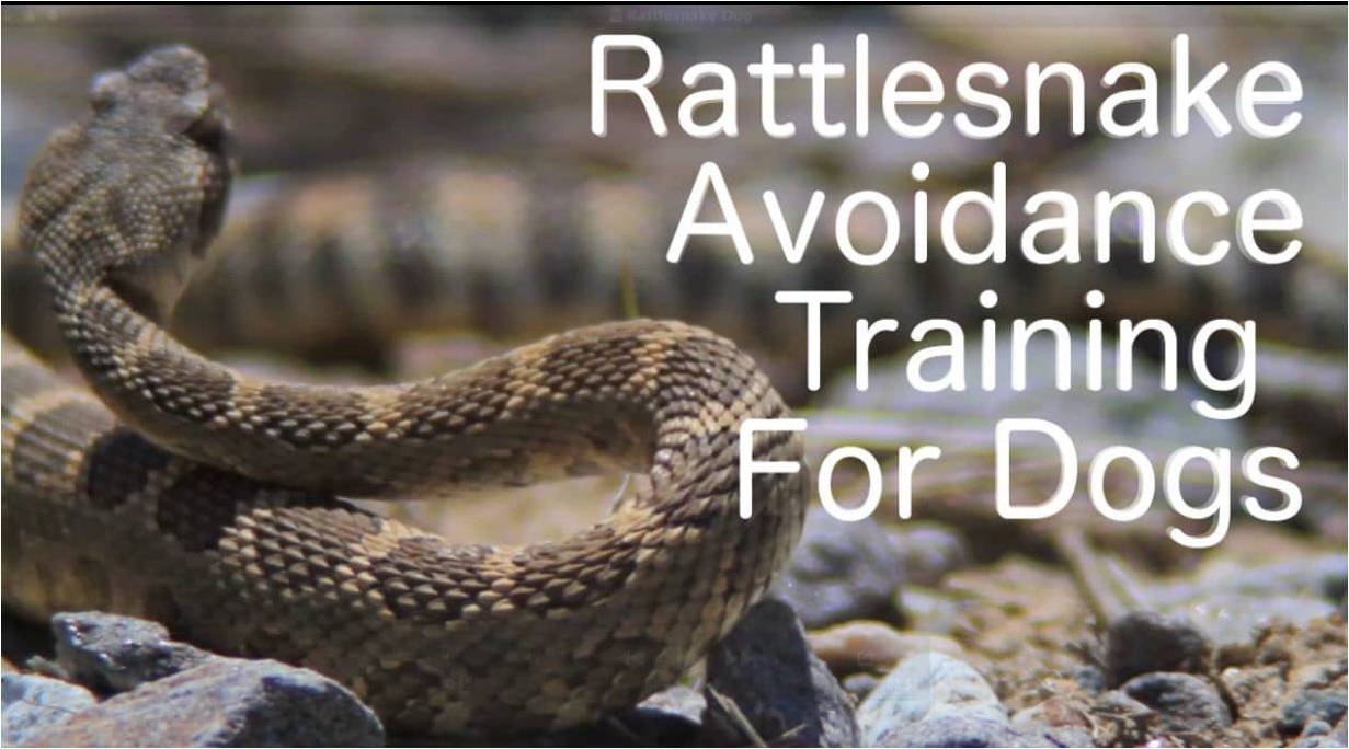 May 13: Snake Avoidance Clinic for Dogs- Big Game Forever – Phoenix Weaponry